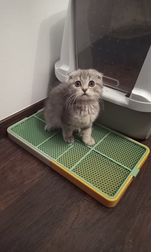 Kedi Kumu Paspas Tepsisi – 3D Baskı – 3D baskı PLA